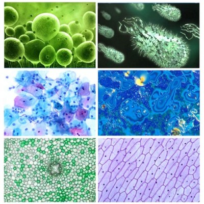 Nikula-çocuklar Ve Yeni Başlayanlar Mikroskop Set Ile 300x 600x 1200x Büyütme